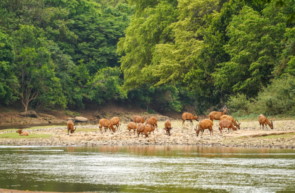 Chinko Nature Reserve, Eastern CAR, Central African Republic